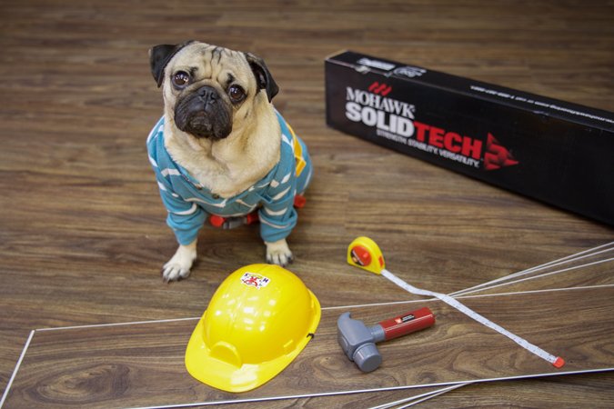 Funny pug with construction tools on Mohawk flooring